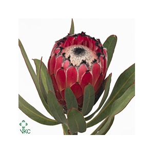 Protea Barbigera Ruby Princess Air