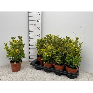 EUONYMUS JA AUREOMAR