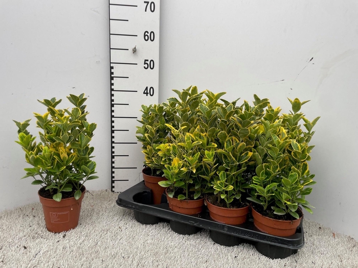 <h4>EUONYMUS JA AUREOMAR</h4>
