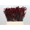 Kangaroo Paw Bush Ruby