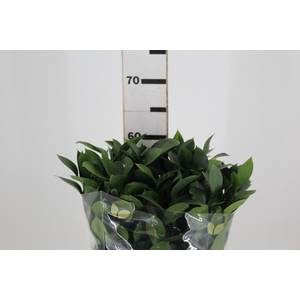 FOLHAGEM RUSCUS 050 CM