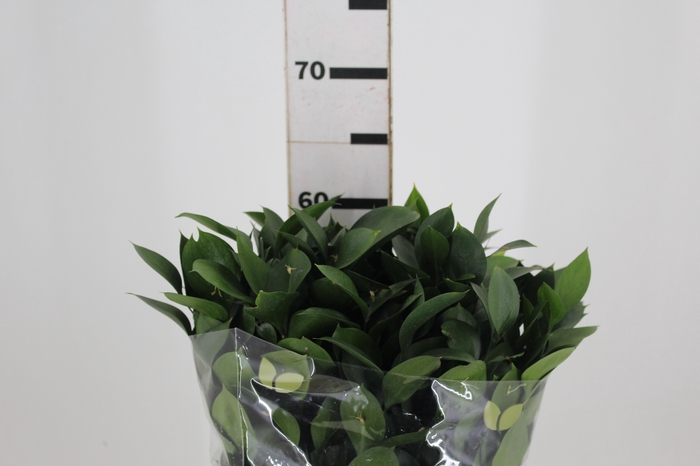 <h4>FOLHAGEM RUSCUS 050 CM</h4>