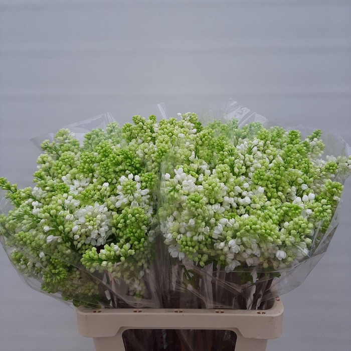 <h4>SYR V MME FL STEPMAN</h4>