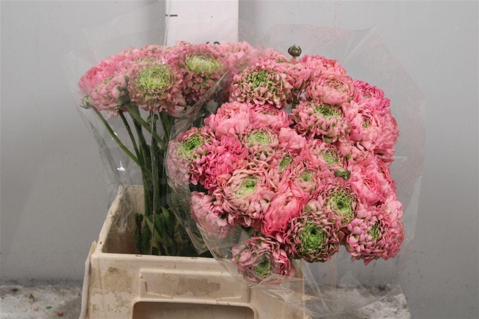 <h4>Ran Pon-pon Hermione Ex</h4>