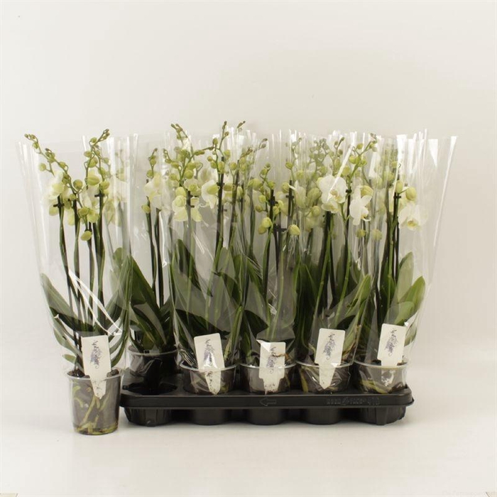 <h4>PHAL OV WIT</h4>