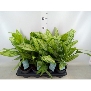 Aglaonema comm. 'Silver Queen'