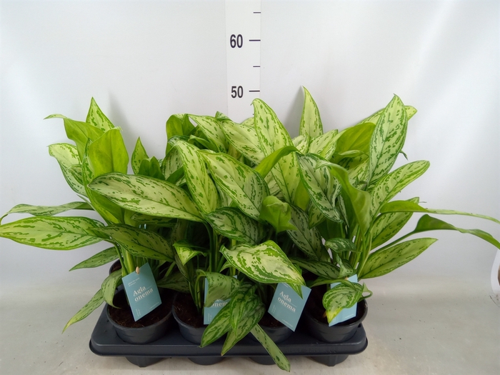 <h4>Aglaonema comm. 'Silver Queen'</h4>