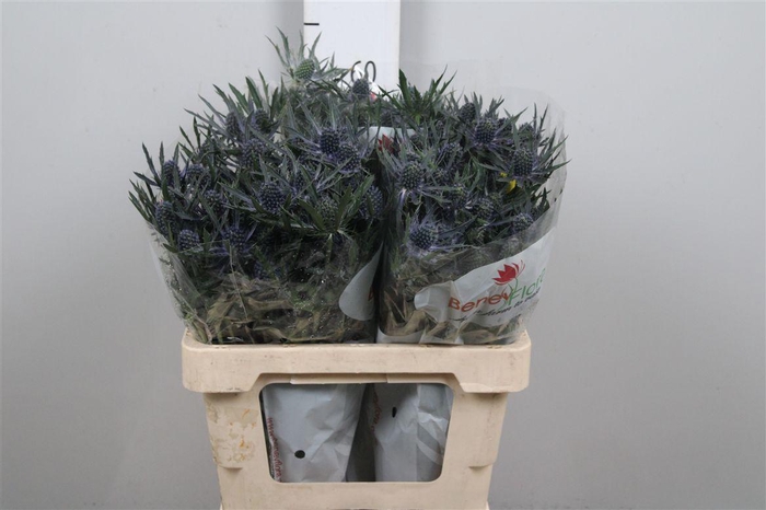 <h4>Eryn Mag Blue Lagoon</h4>