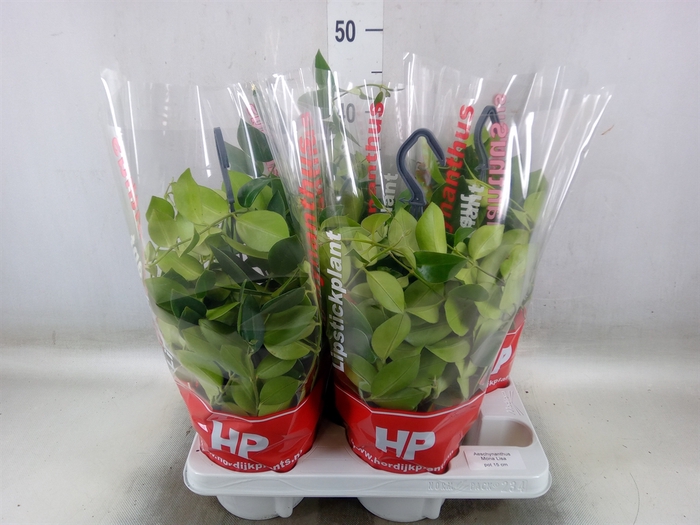<h4>Aeschynanthus  'Mona Lisa'</h4>