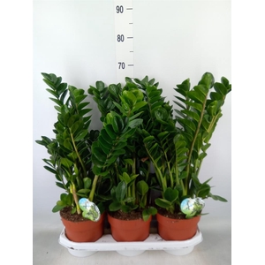 Zamioculcas zamiifolia 'Midori'