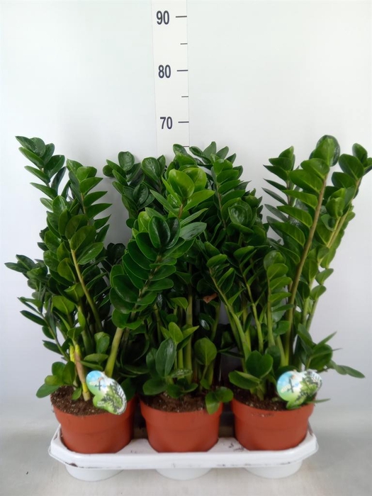 <h4>Zamioculcas zamiifolia 'Midori'</h4>