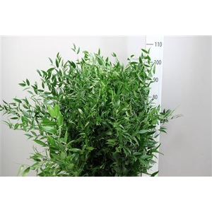 RUSCUS LANG 5 TAK ITALIE