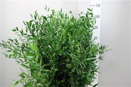 <h4>Ruscus Lang 5 Tak Italie</h4>
