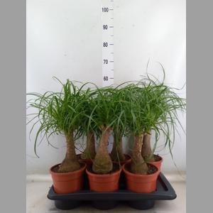 Beaucarnea recurvata