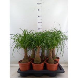 Beaucarnea recurvata