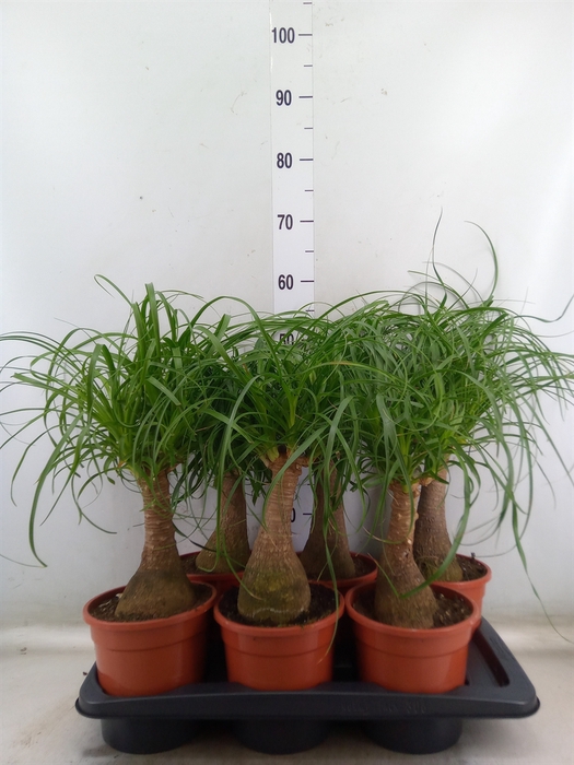<h4>Beaucarnea recurvata</h4>