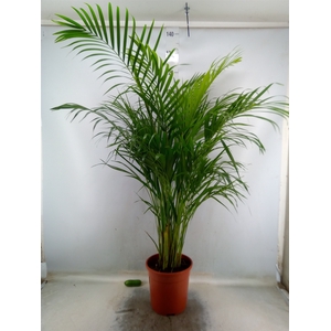 Dypsis lutescens   ...Chrysalidoca