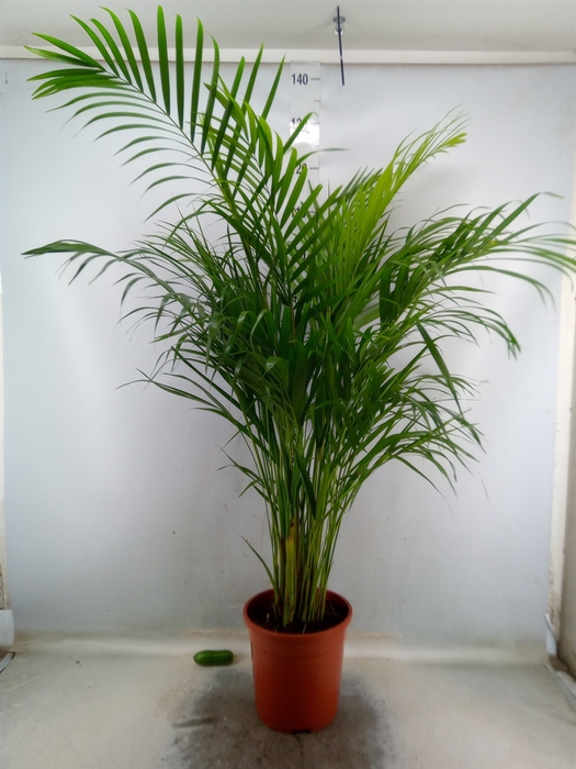 <h4>Dypsis lutescens   ...Chrysalidoca</h4>