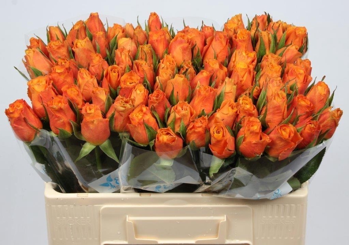 <h4>R GR CONFIDENTIAL</h4>