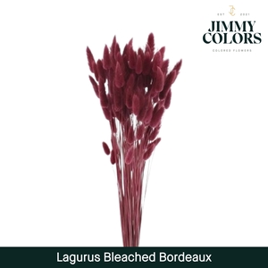 Lagurus Bleached Bordeaux
