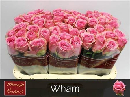 <h4>R Gr Wham</h4>