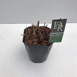 Graminées Miscanthus 'Malepartus'