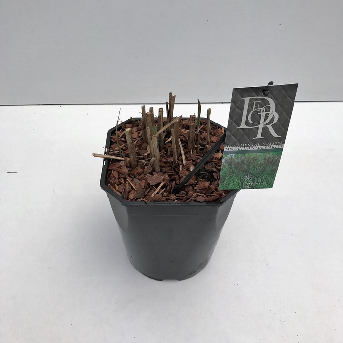 <h4>Graminées Miscanthus 'Malepartus'</h4>
