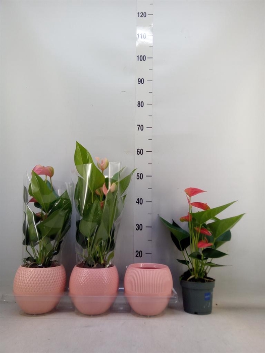 <h4>Anthurium ...mix</h4>