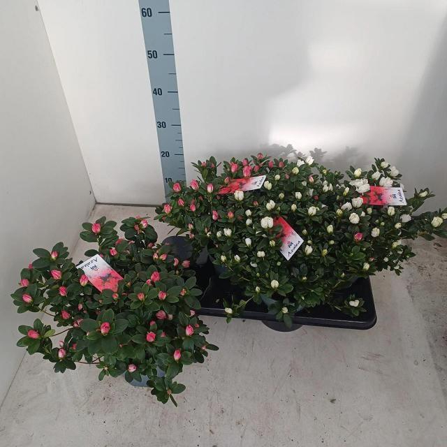 <h4>RHODO SI VOGEL GEM</h4>