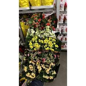 KALANCHOE PERFECTA MIX 4KL PREMIUM