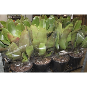 BROMELIA IMPERIAL P27 VERDE/VERMELHO
