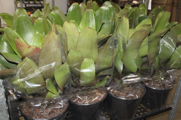 <h4>BROMELIA IMPERIAL P27 VERDE/VERMELHO</h4>