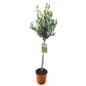 Olea europaea