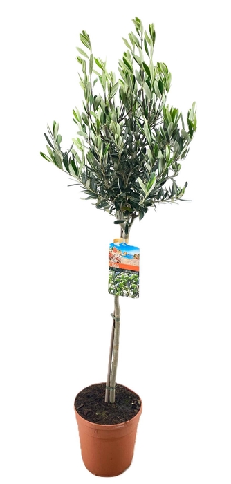 <h4>Olea europaea</h4>