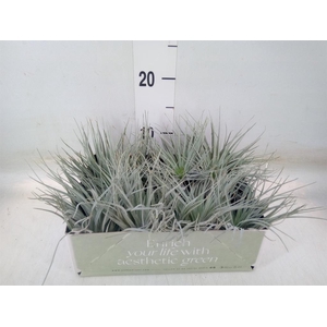 Tillandsia
