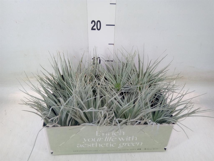 <h4>Tillandsia</h4>