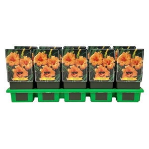 Hemerocallis