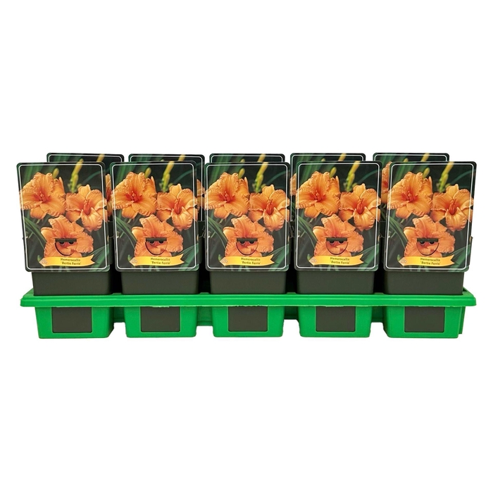 <h4>Hemerocallis</h4>