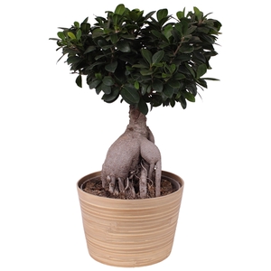 Ficus m. Ginseng Ball Shape Ø24cm in Ø25cm Ceramic NT465