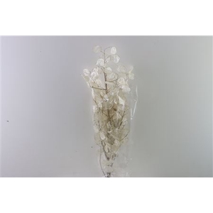 Dried Lunaria Bleached Bunch (peeled)