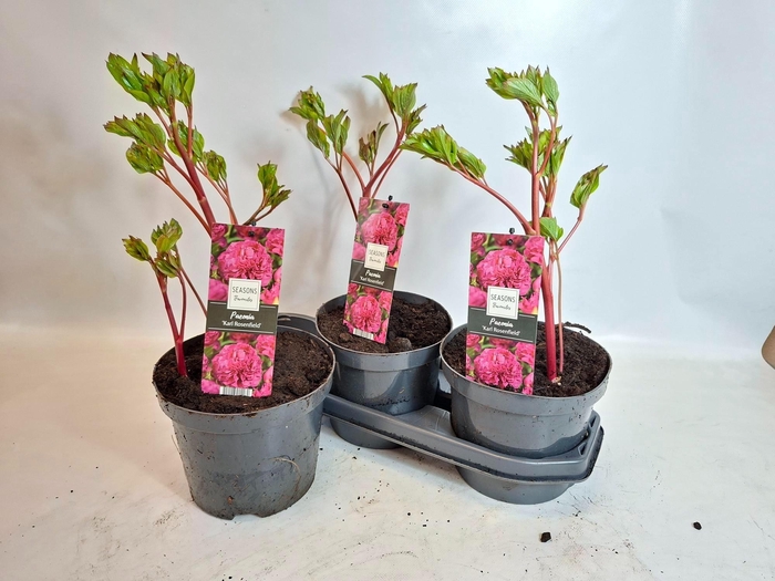 <h4>PAEONIA GEM</h4>