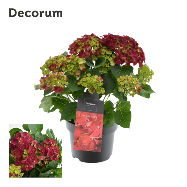 <h4>Hydrangea Bol Red 7 - 12 kop (Decorum)</h4>