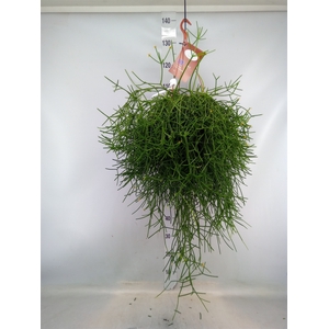 Rhipsalis heteroclada