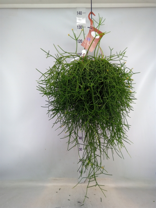 <h4>Rhipsalis heteroclada</h4>