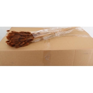 DF Lagurus Bs 50g/70cm Brown
