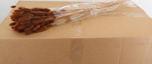 <h4>DF Lagurus Bs 50g/70cm Brown</h4>