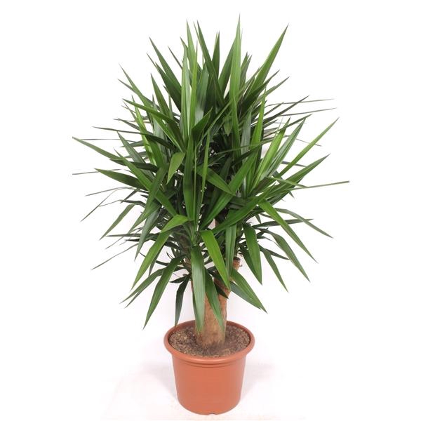 <h4>Yucca elephantipes 4+ armen</h4>