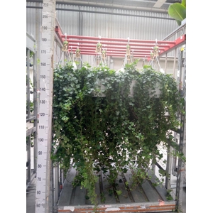 Hedera helix 'Wonder'