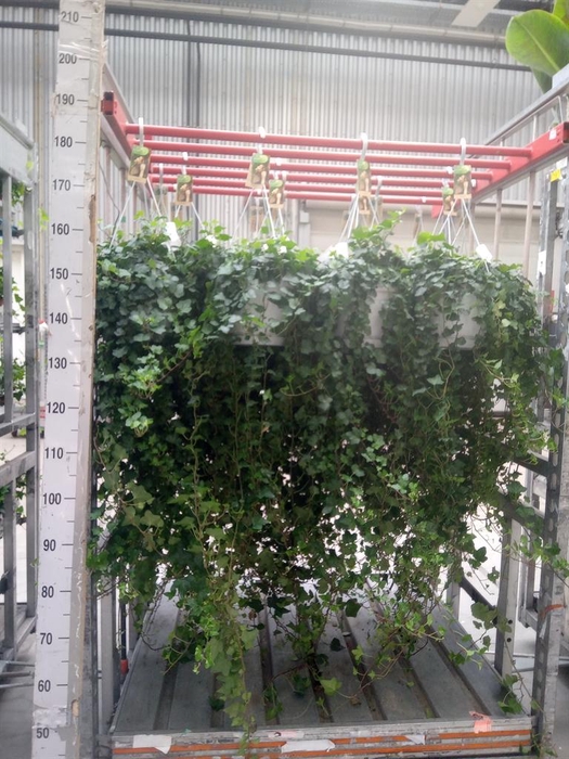 <h4>Hedera helix 'Wonder'</h4>