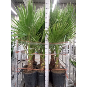 Washingtonia robusta